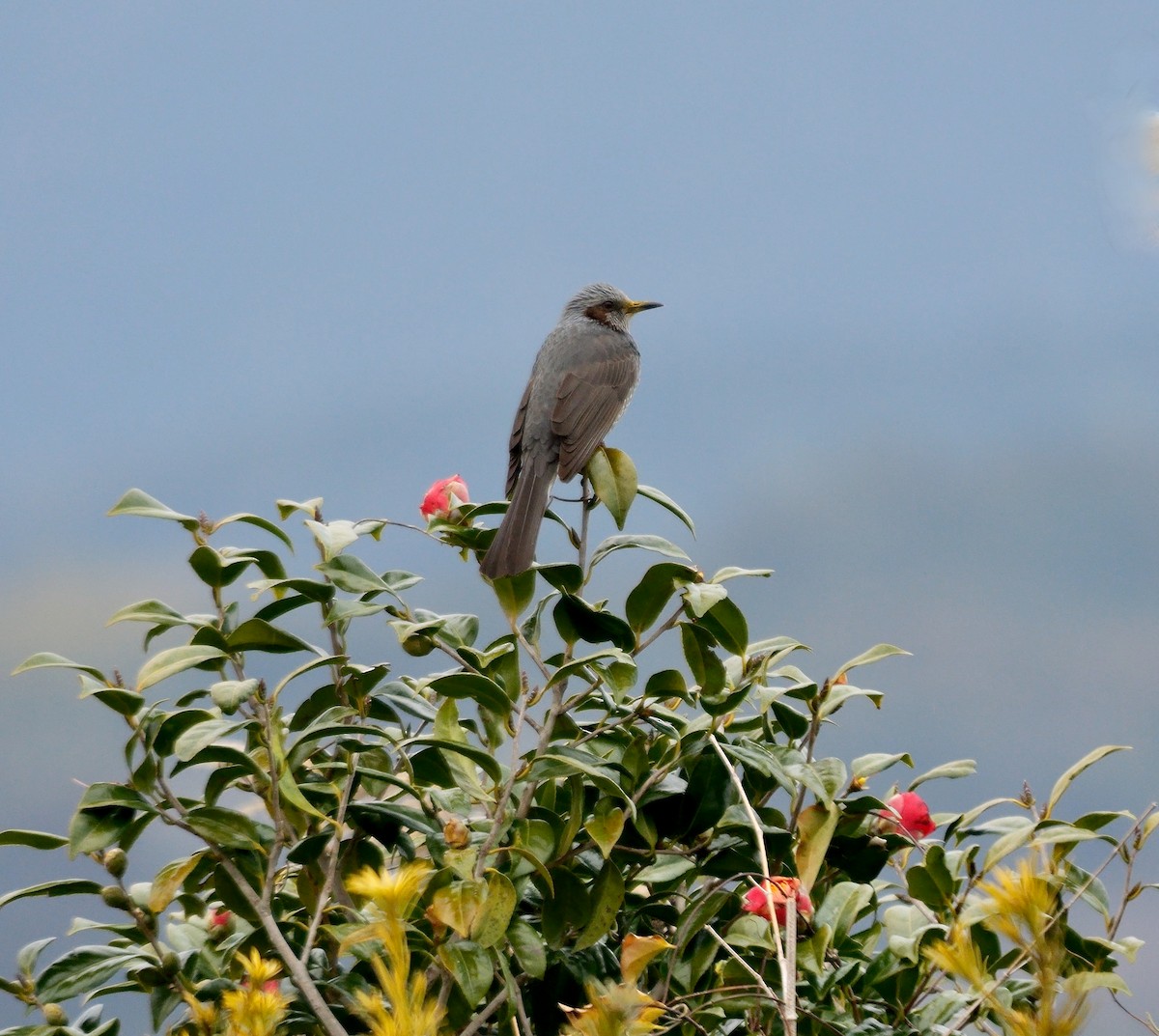 Brown-eared Bulbul - ML642536271