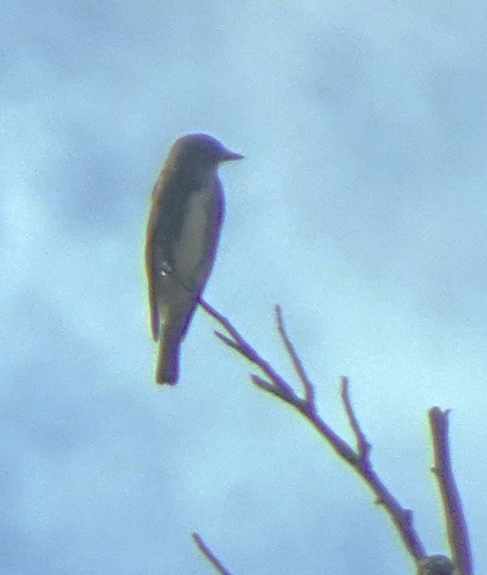 Olive-sided Flycatcher - ML642536296