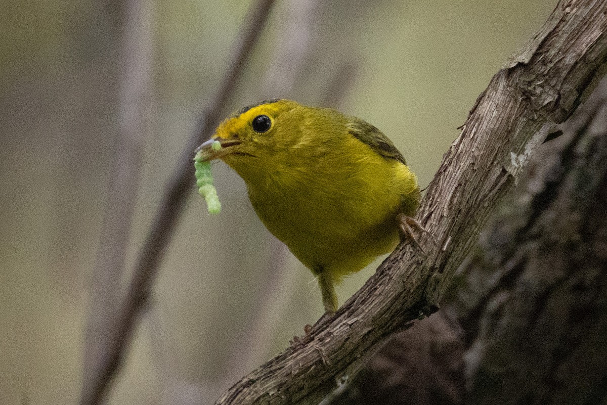Wilson's Warbler - ML642536299