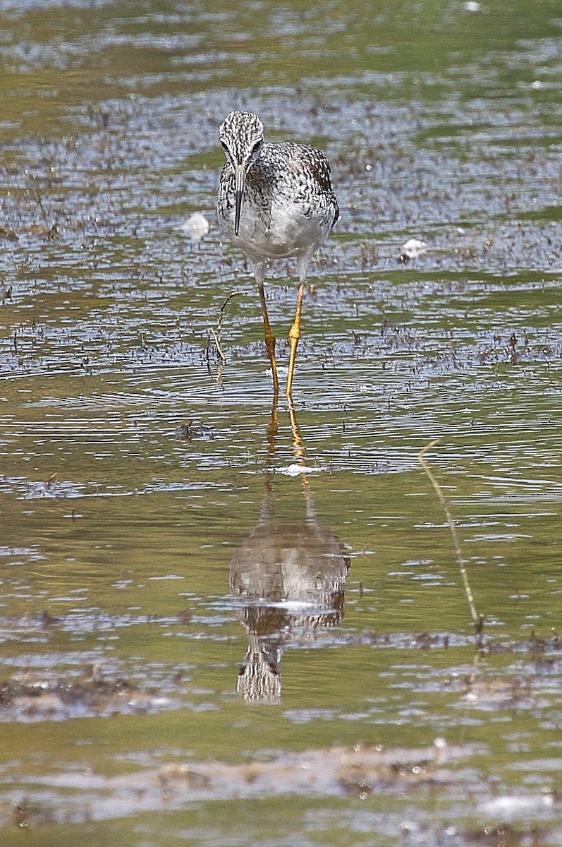 Greater Yellowlegs - ML642536303