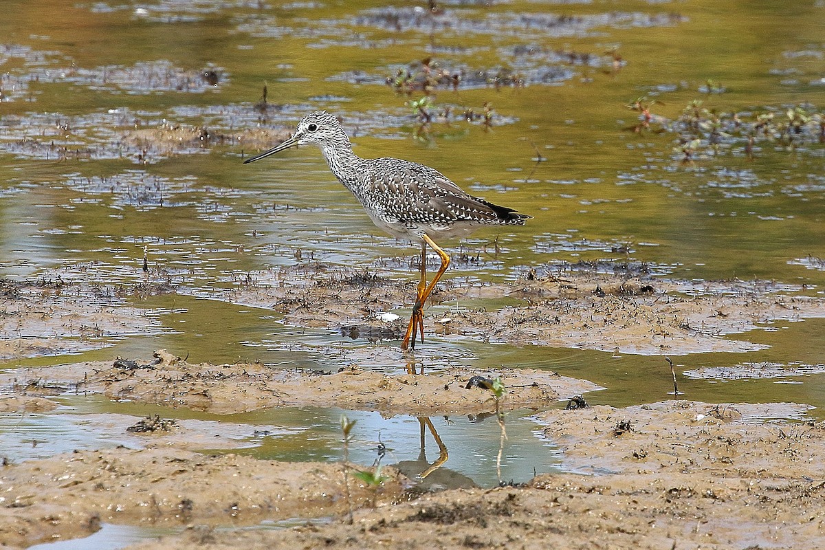 Greater Yellowlegs - ML642536304