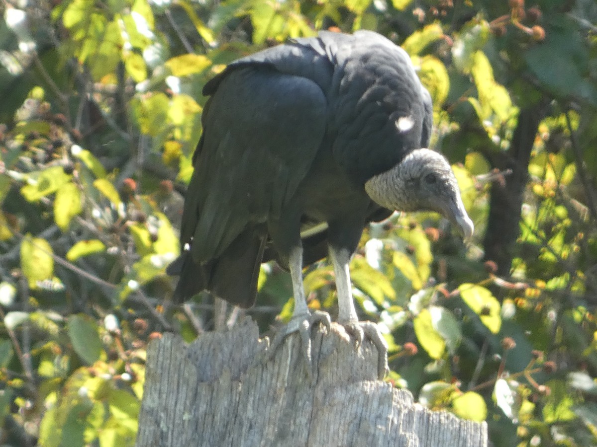 Black Vulture - ML642536305