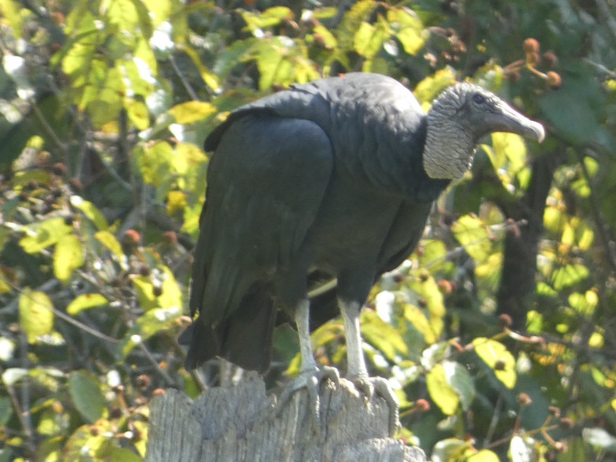 Black Vulture - ML642536306