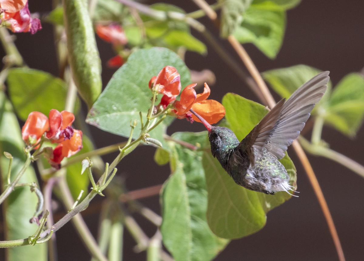 Broad-billed Hummingbird - ML642536309