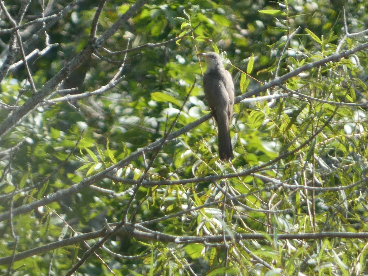 Yellow-billed Cuckoo - ML642536314