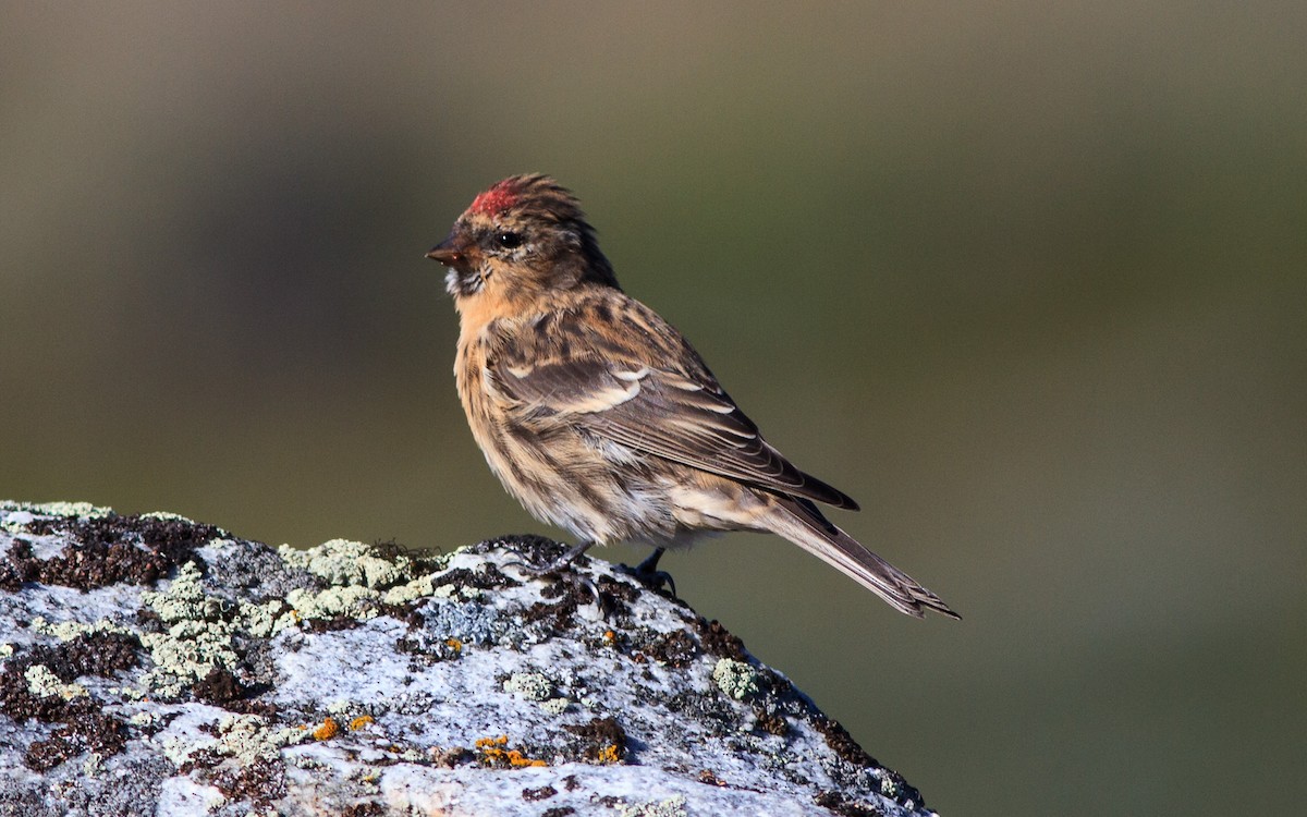 Redpoll (Common) - ML642536322