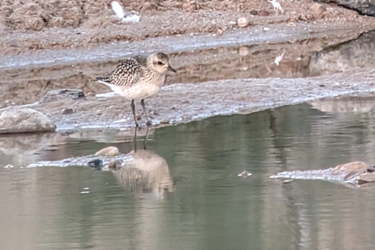 Black-bellied Plover - ML642536340