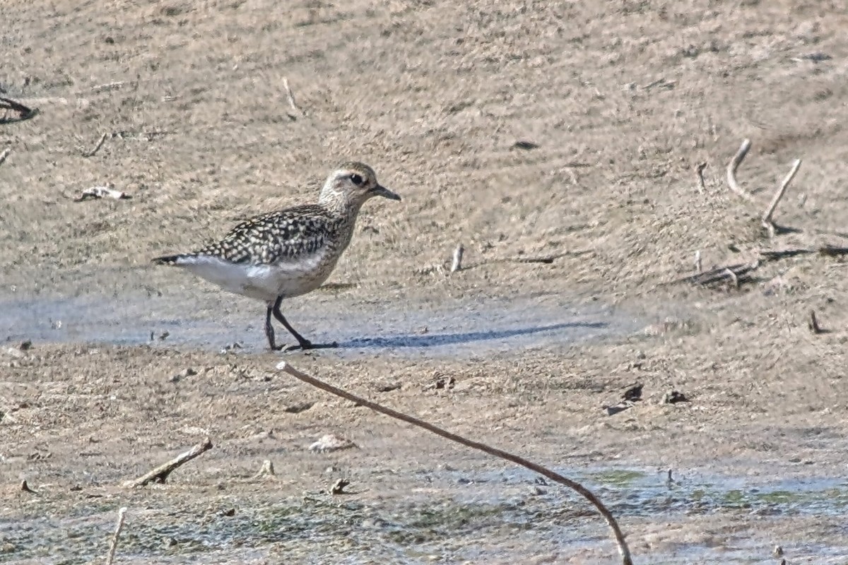 Black-bellied Plover - ML642536341