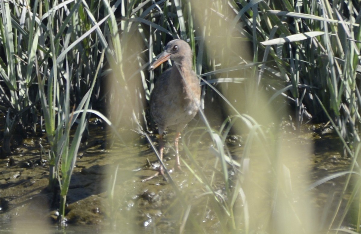 Ridgway's Rail (San Francisco Bay) - ML642536353
