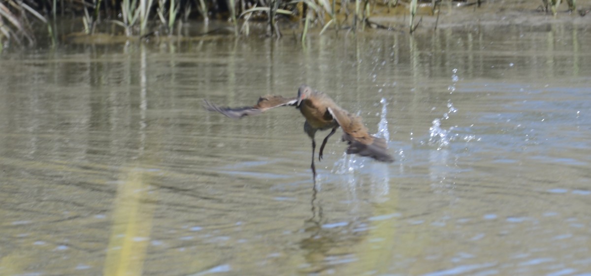 Ridgway's Rail (San Francisco Bay) - ML642536361