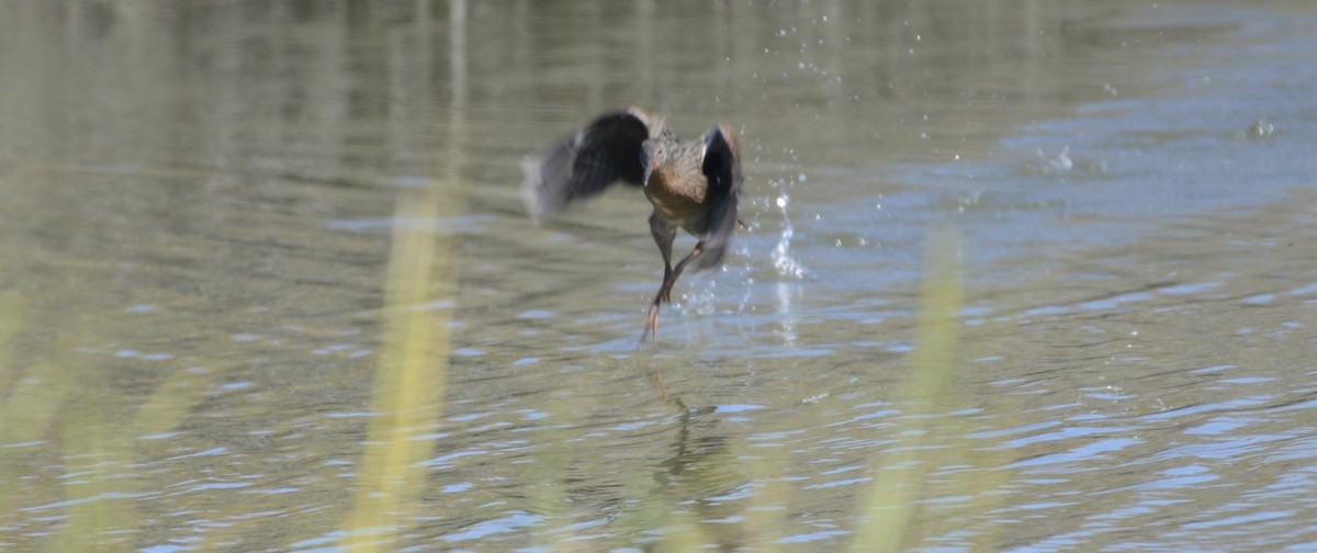 Ridgway's Rail (San Francisco Bay) - ML642536372