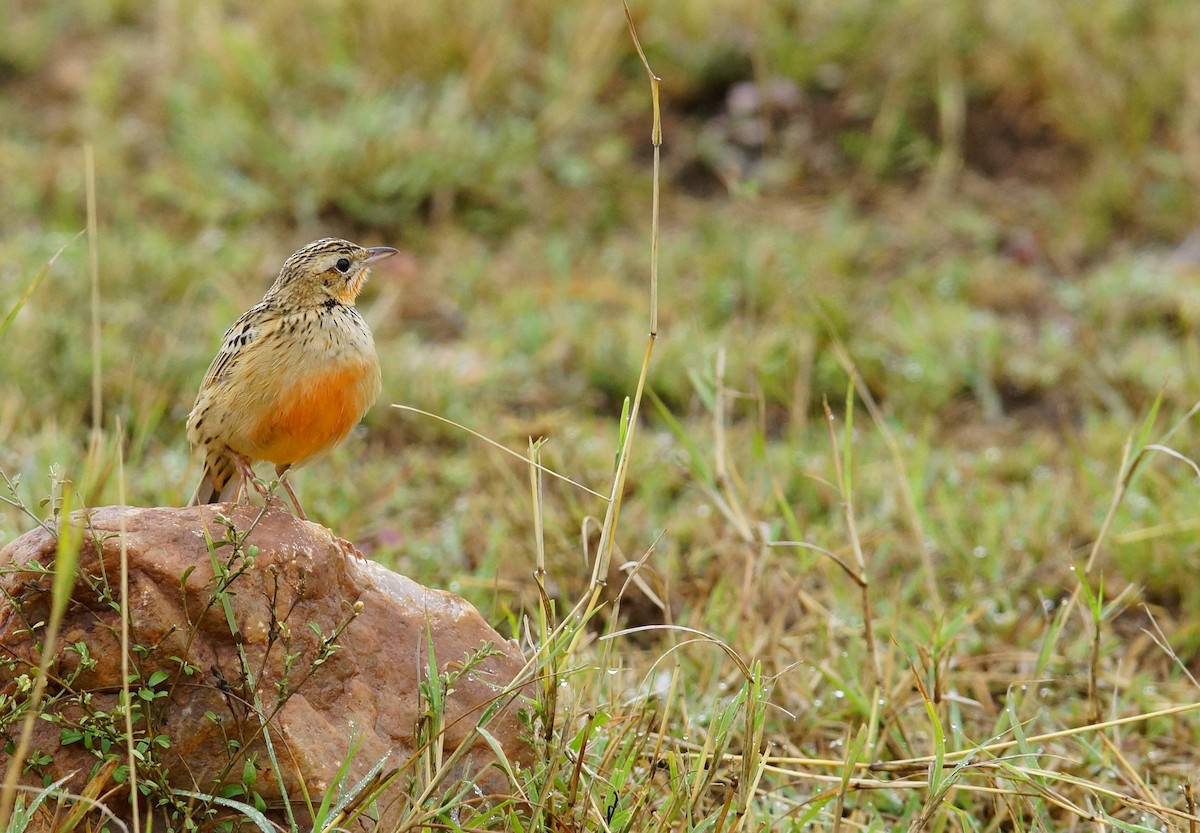 Rosy-throated Longclaw - ML642536378