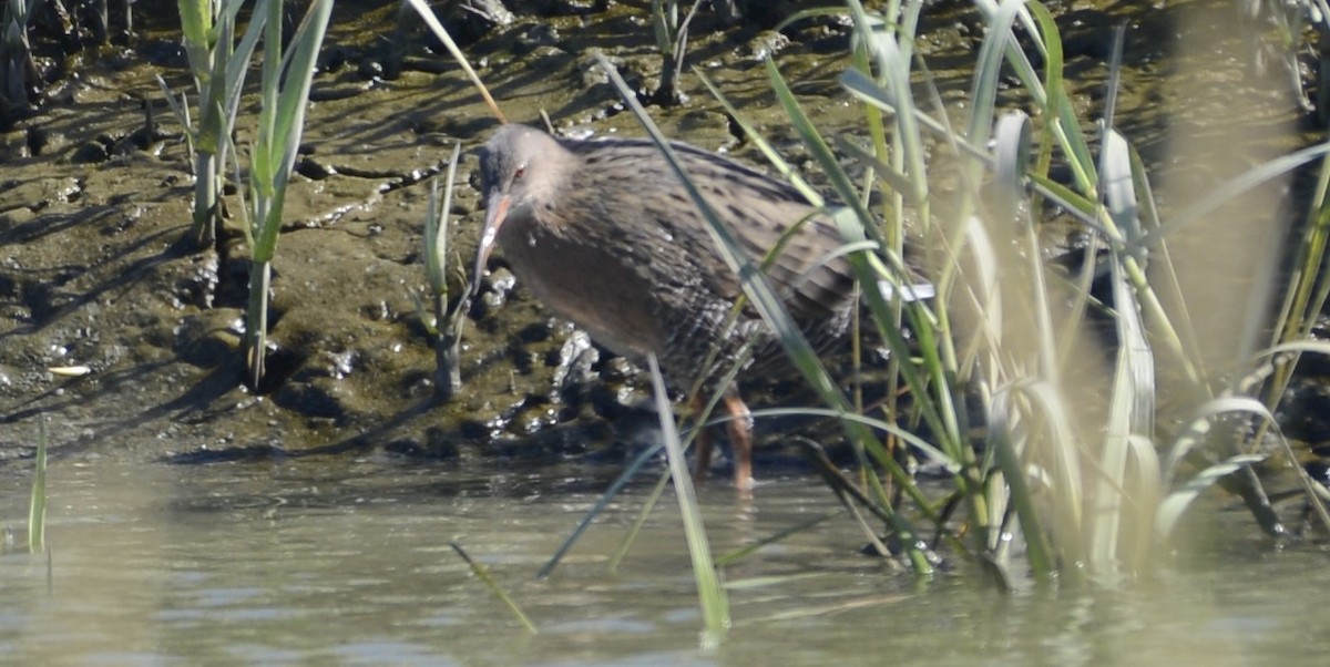 Ridgway's Rail (San Francisco Bay) - ML642536381