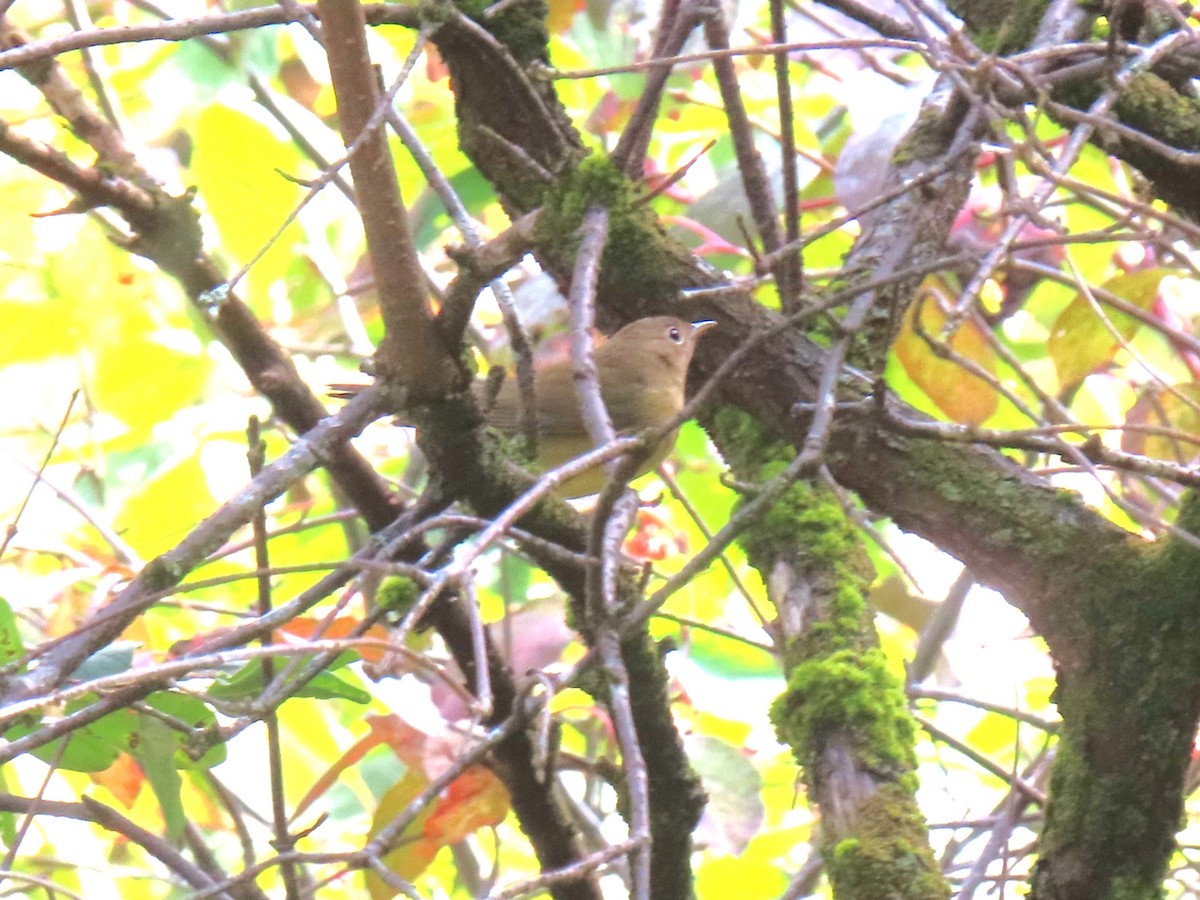 Connecticut Warbler - ML642536387