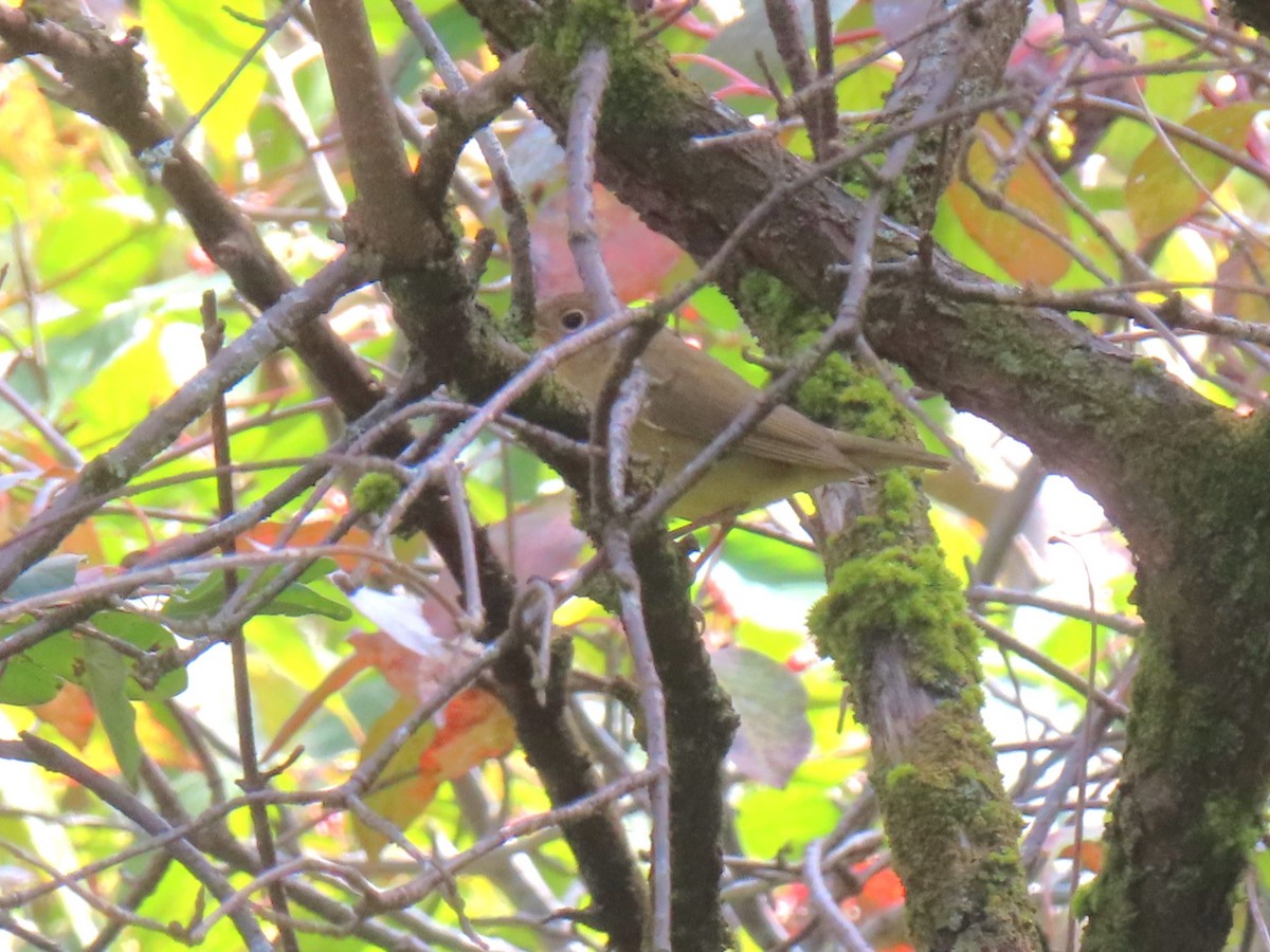 Connecticut Warbler - ML642536389