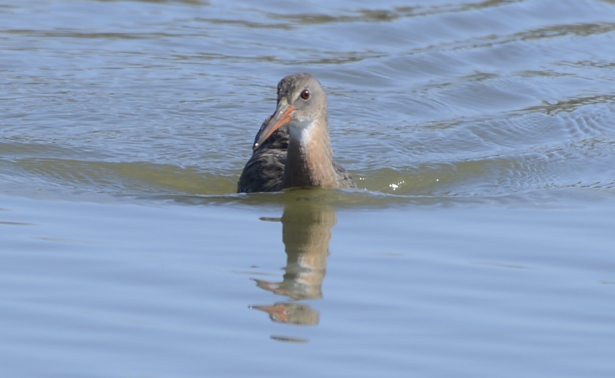 Ridgway's Rail (San Francisco Bay) - ML642536390
