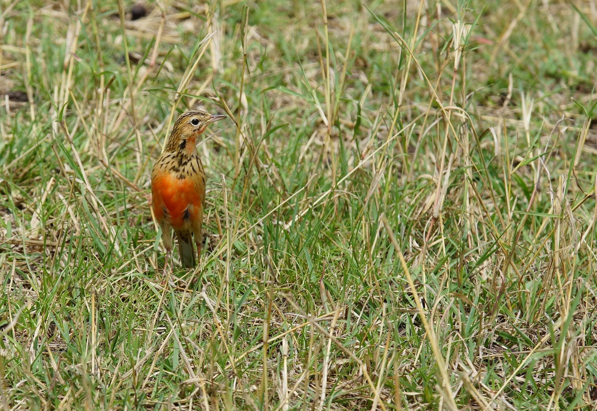 Rosy-throated Longclaw - ML642536398