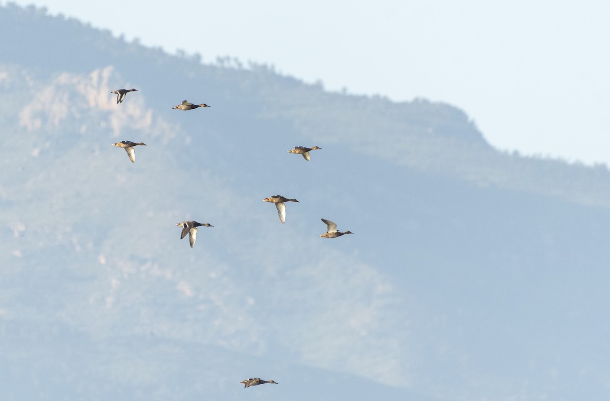 Mallard - ML642536402