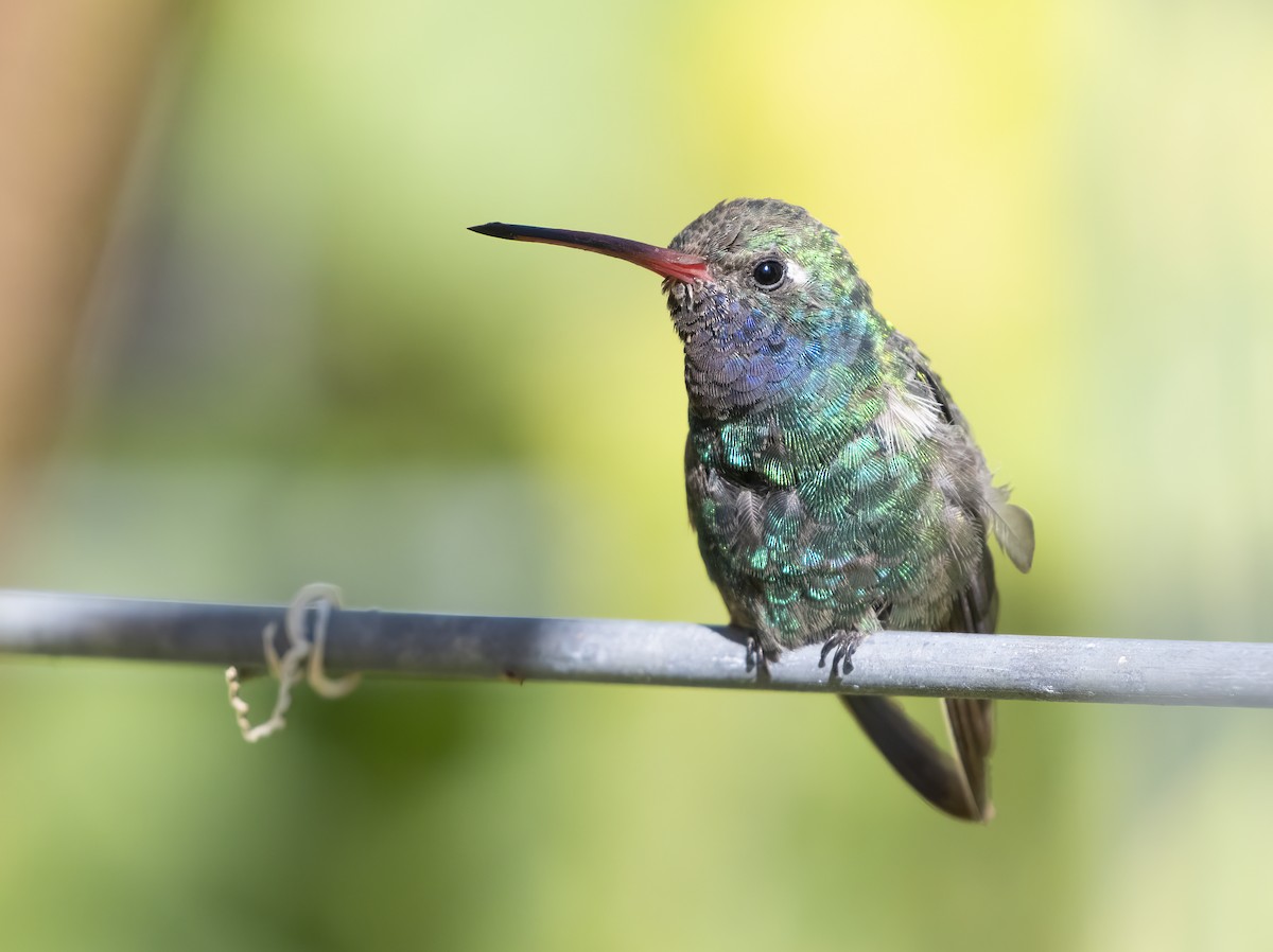 Broad-billed Hummingbird - ML642536407