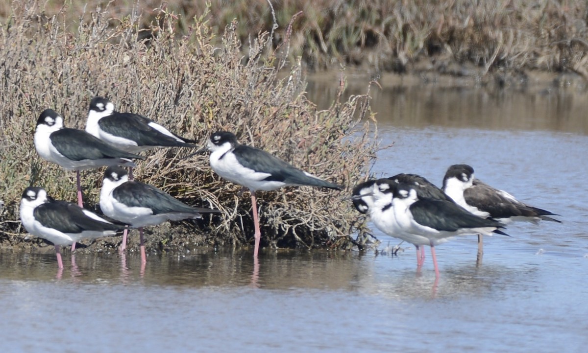 Black-necked Stilt - ML642536408