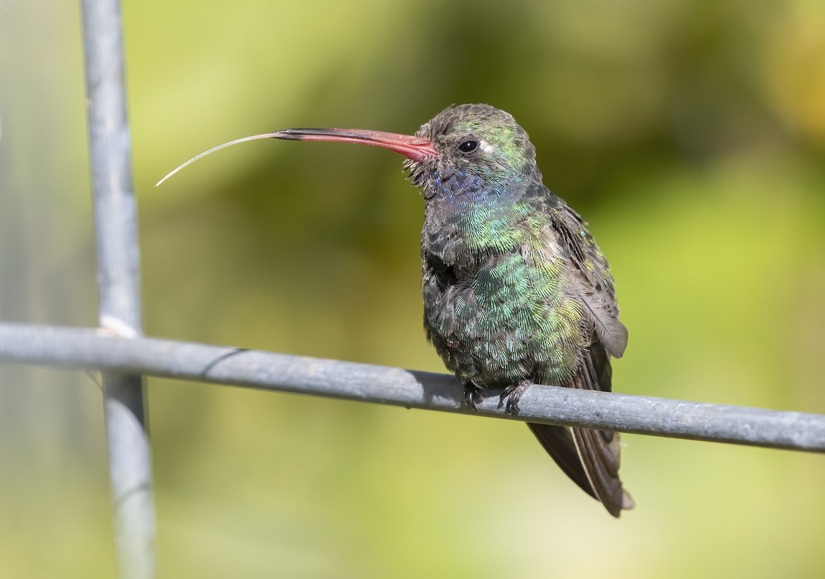 Broad-billed Hummingbird - ML642536447