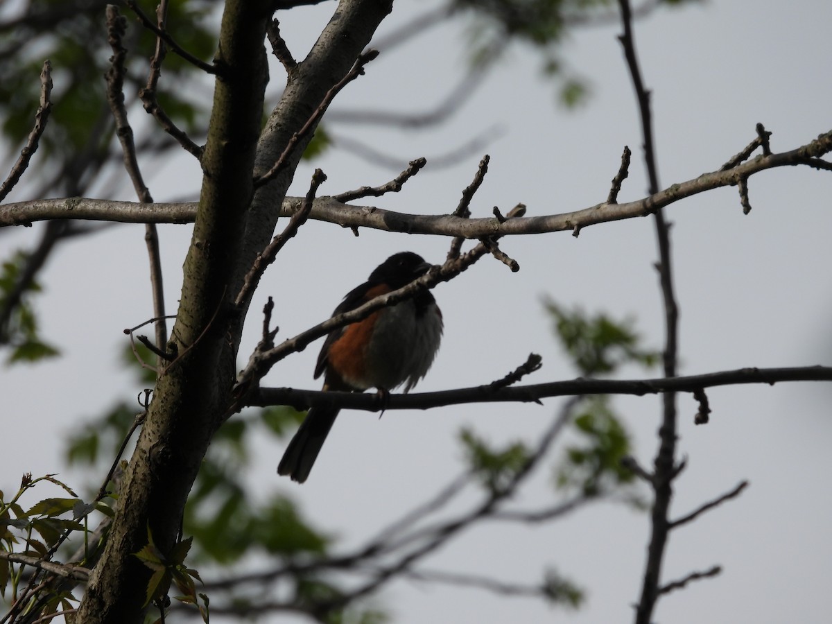 ワキアカトウヒチョウ - ML642536448