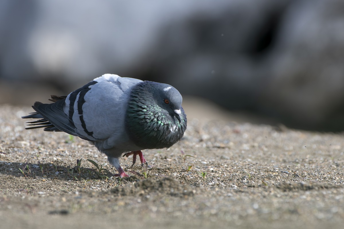 Rock Pigeon (Feral Pigeon) - ML642536454
