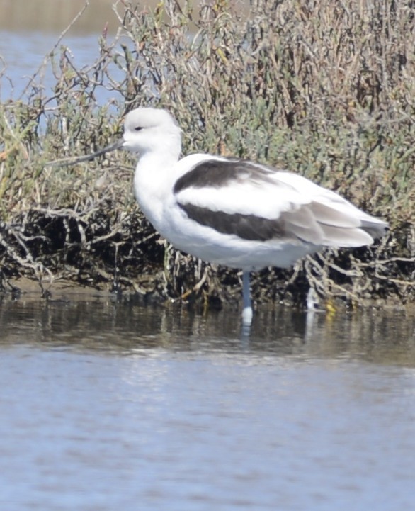 American Avocet - ML642536458