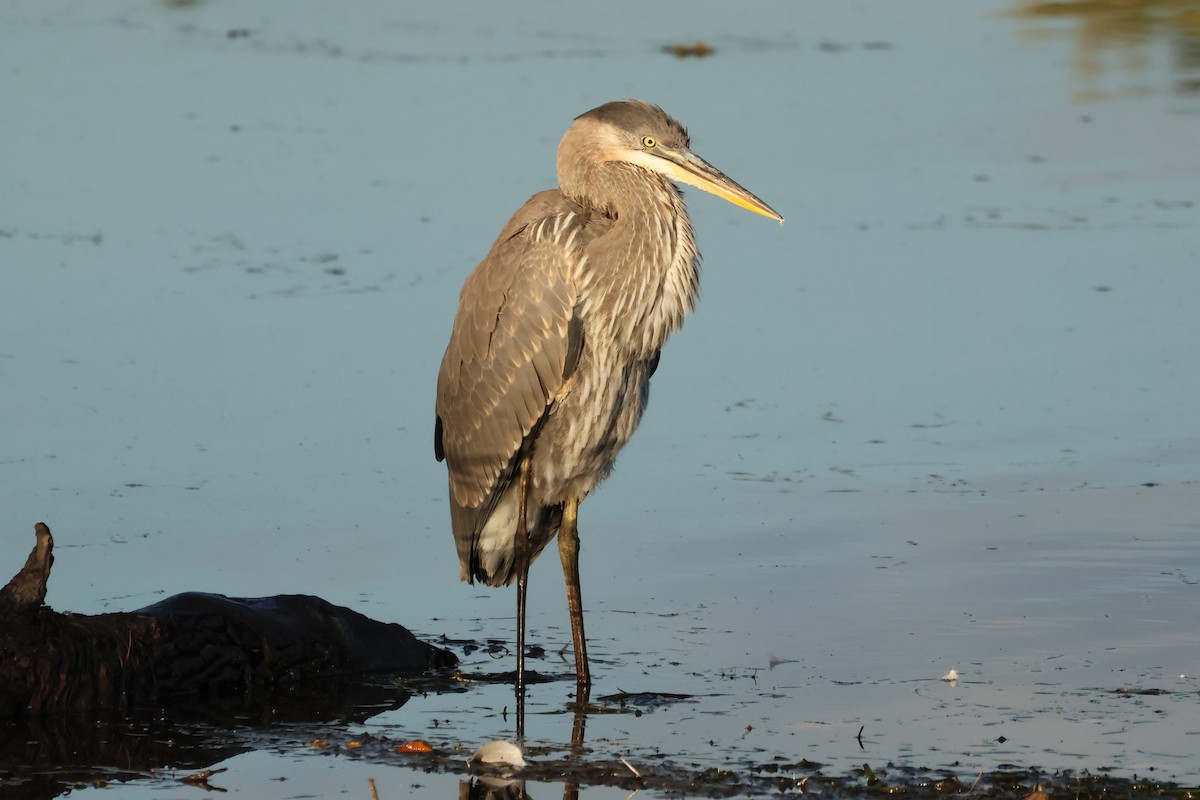 Great Blue Heron - ML642536540