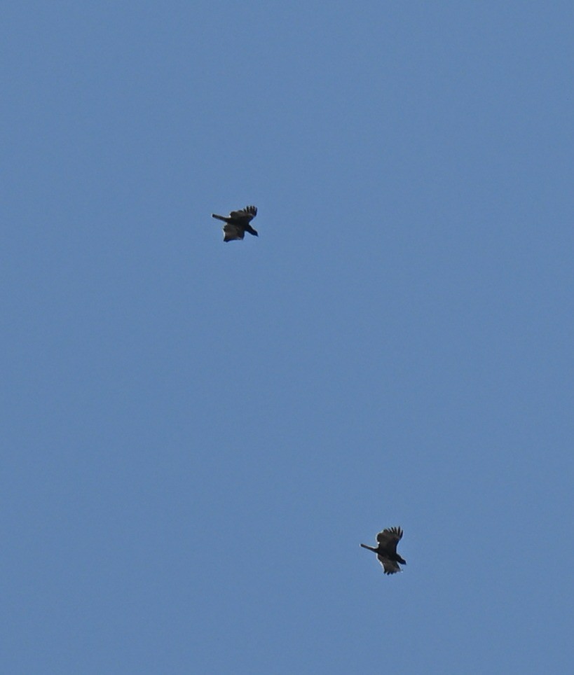 Wahlberg's Eagle - ML642536549