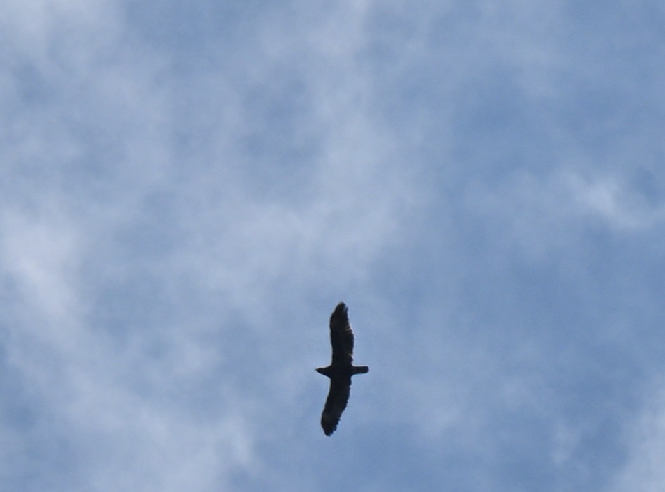 Wahlberg's Eagle - ML642536550