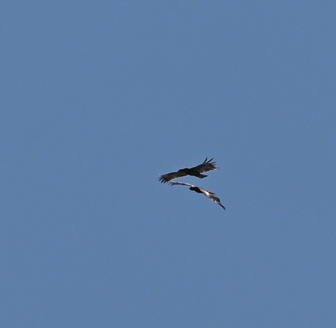 Wahlberg's Eagle - ML642536552