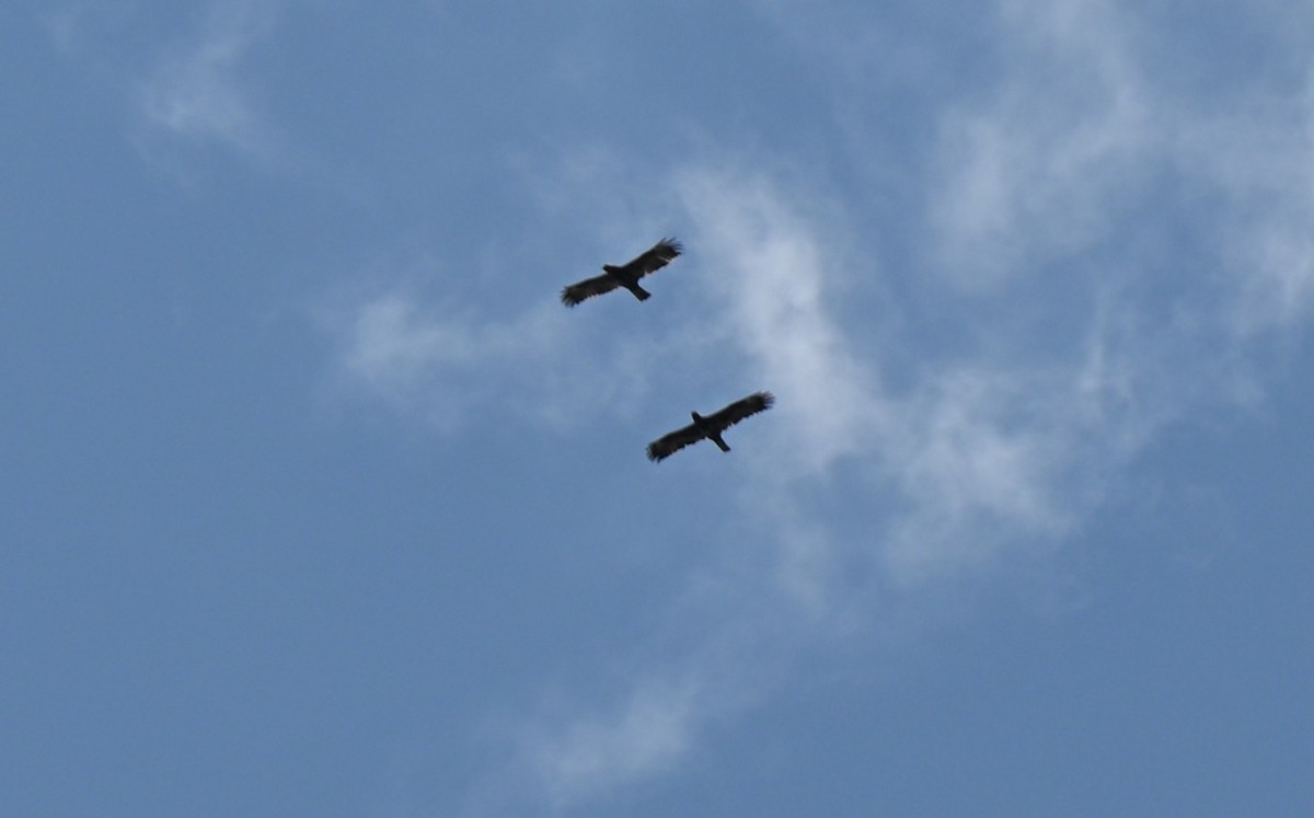 Wahlberg's Eagle - ML642536553