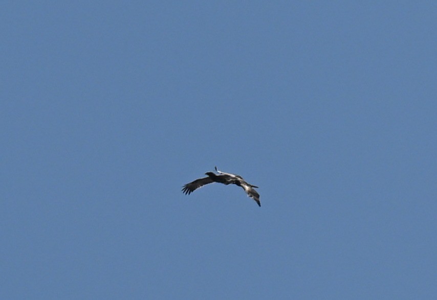Wahlberg's Eagle - ML642536554