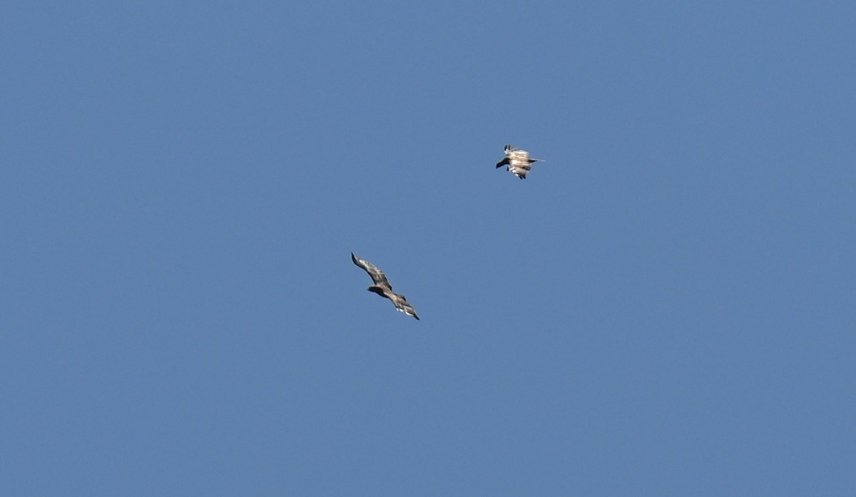 Wahlberg's Eagle - ML642536555
