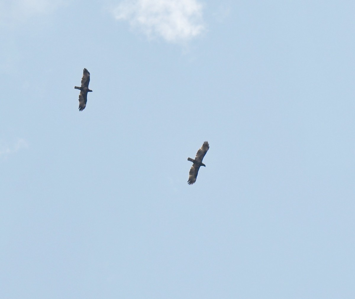 Wahlberg's Eagle - ML642536556