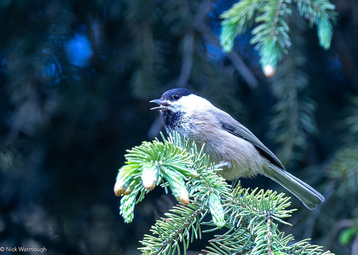 Willow Tit (Songar) - ML642536565