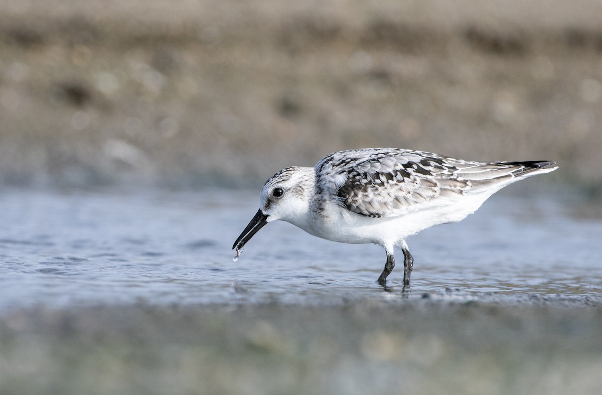 Sanderling - ML642536576