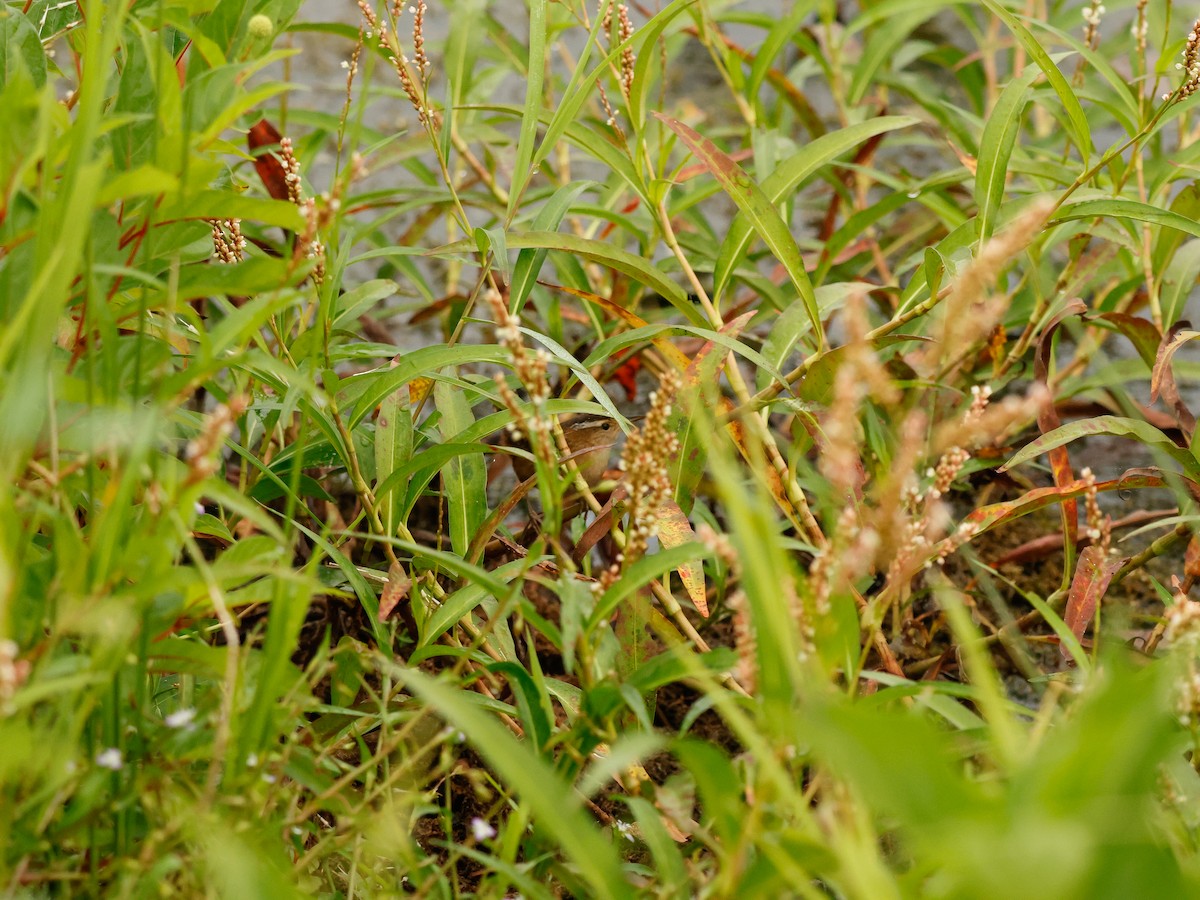 Marsh Wren - ML642536579
