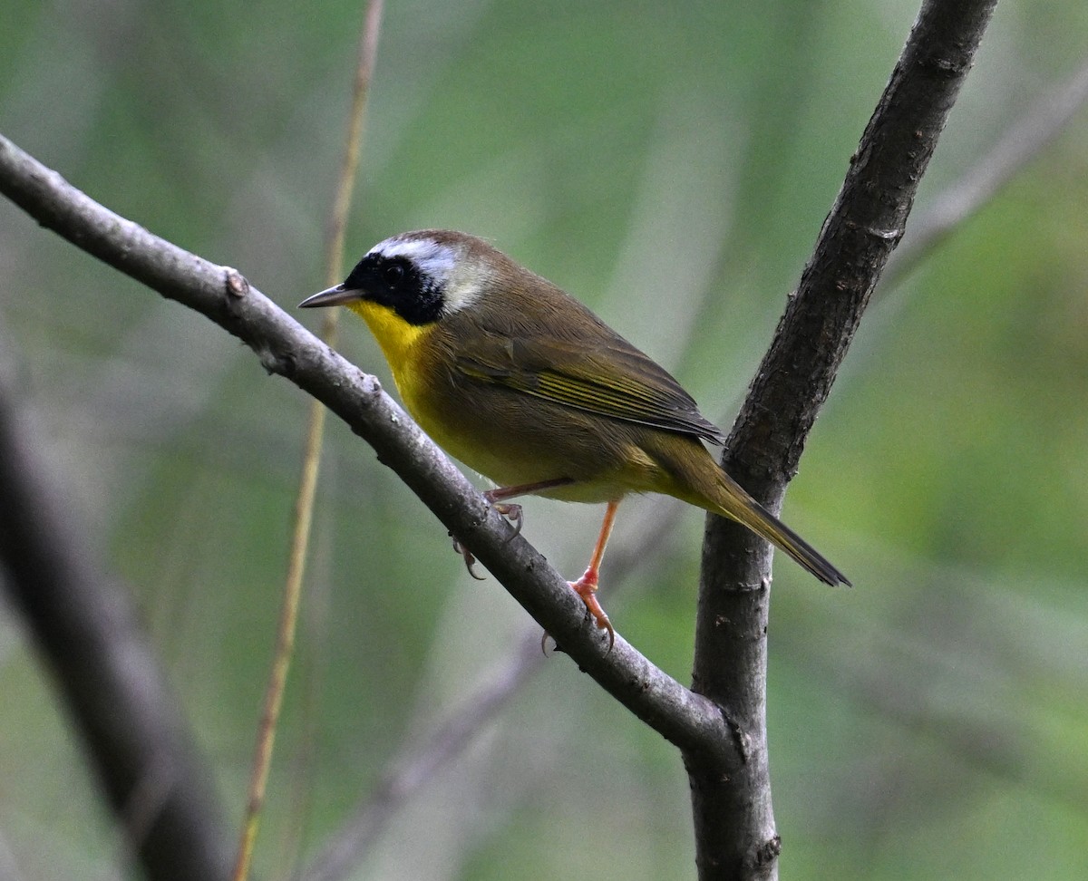 Paruline masquée - ML642536622