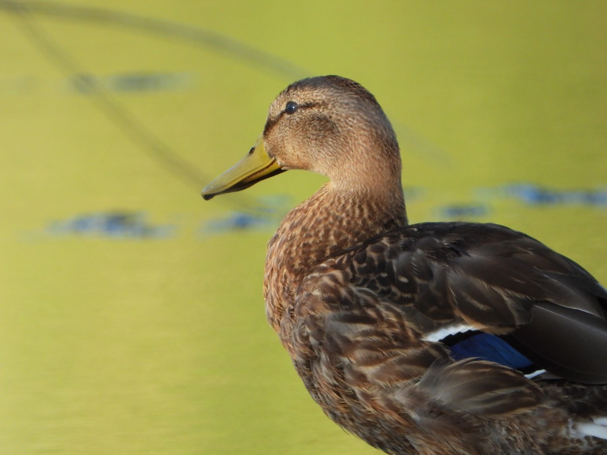 Mallard - ML642536635