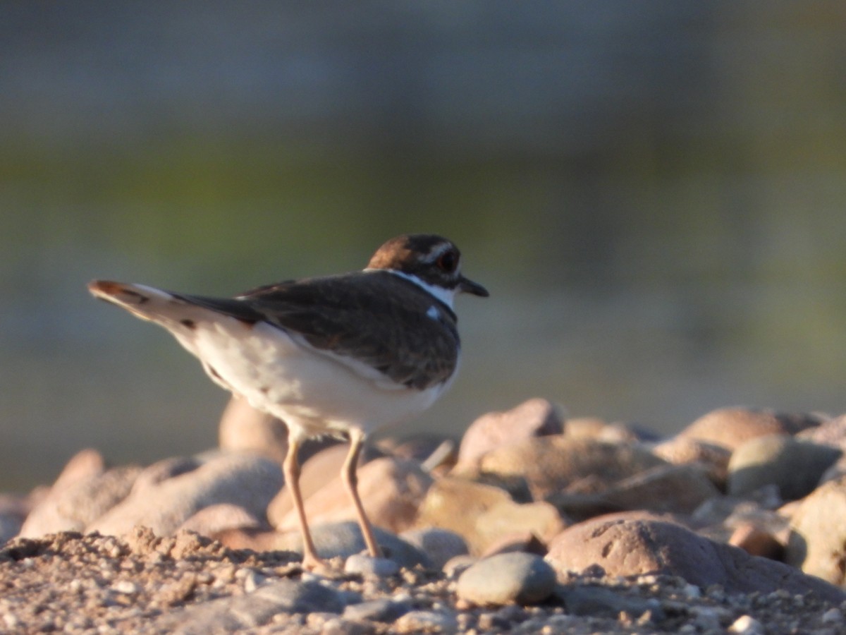 Killdeer - ML642536643