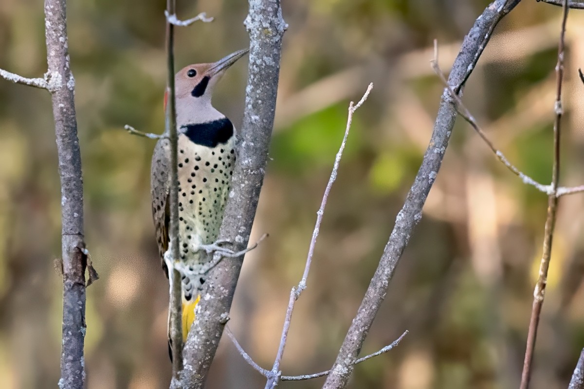 Northern Flicker - ML642536646