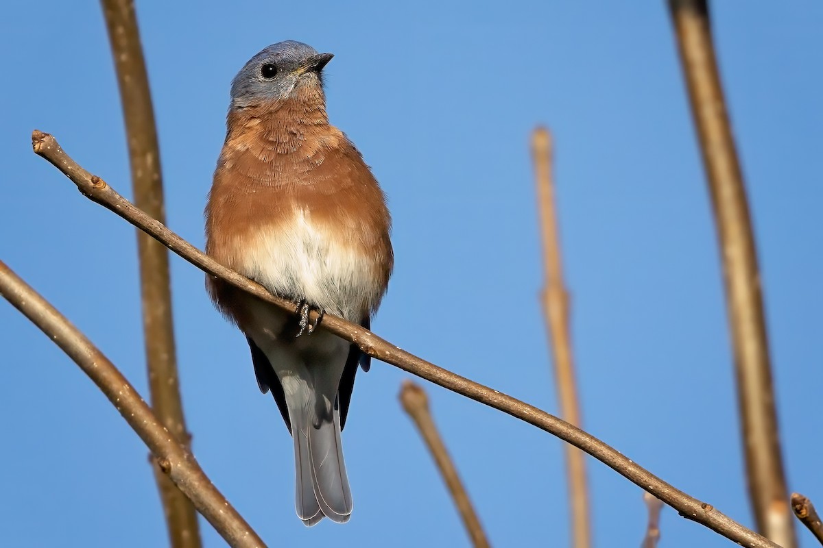 Eastern Bluebird - ML642536649