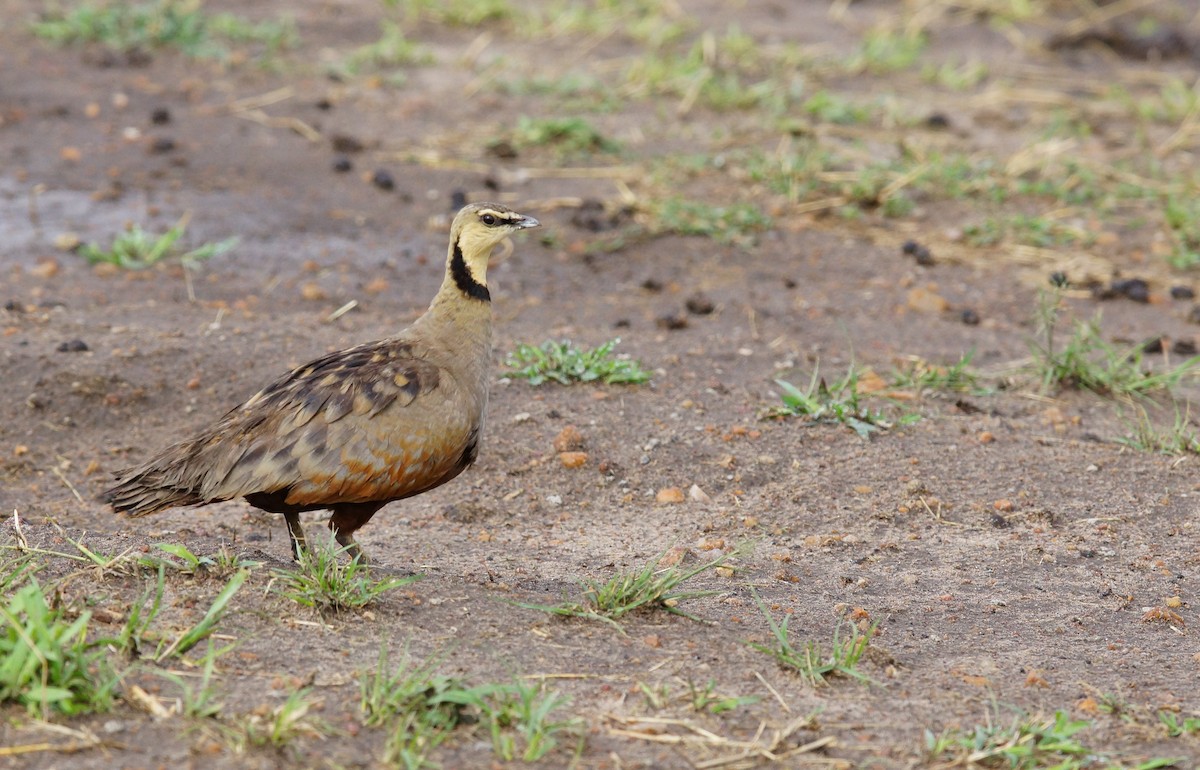Yellow-throated Sandgrouse - ML642536652