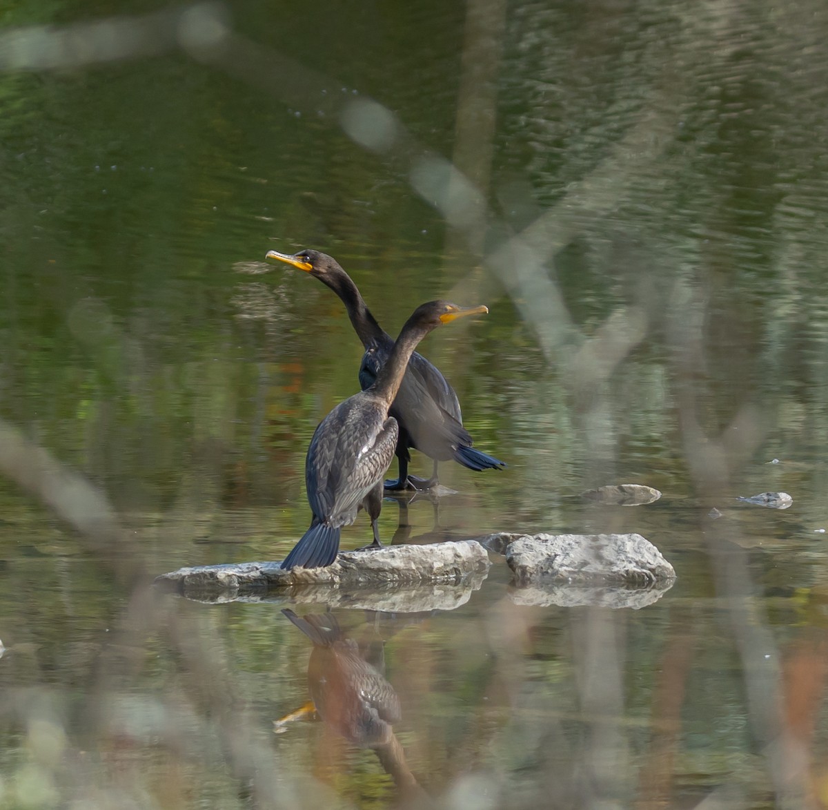 Double-crested Cormorant - ML642536655