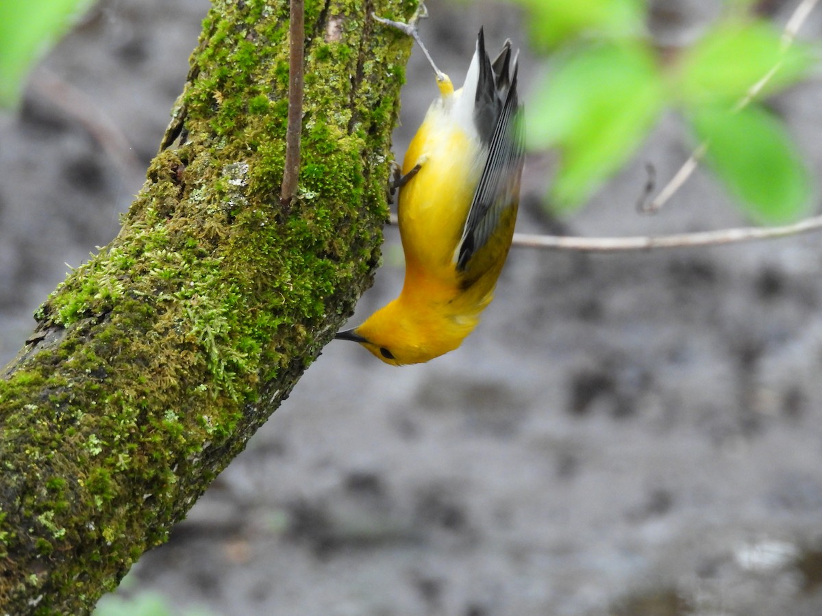 Prothonotary Warbler - ML642536656