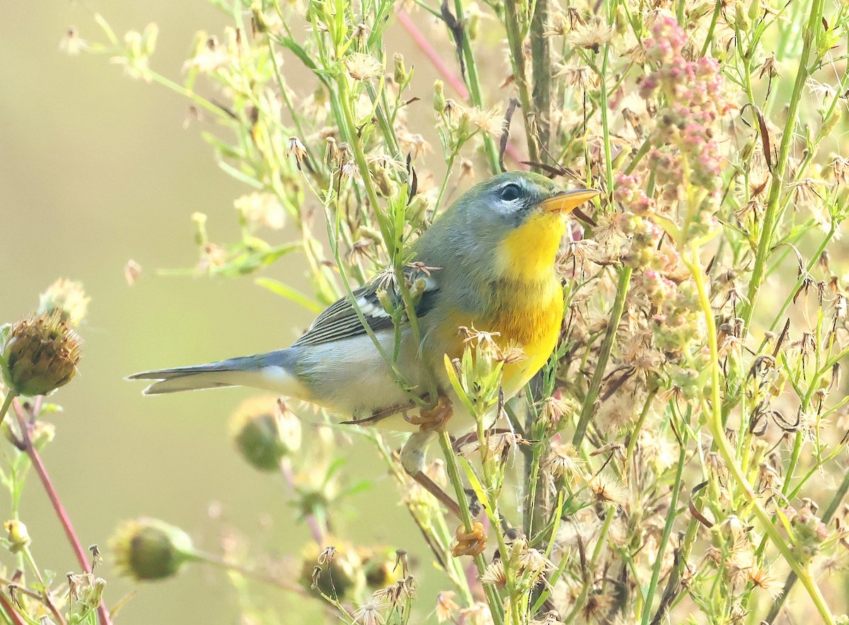 Northern Parula - ML642536660