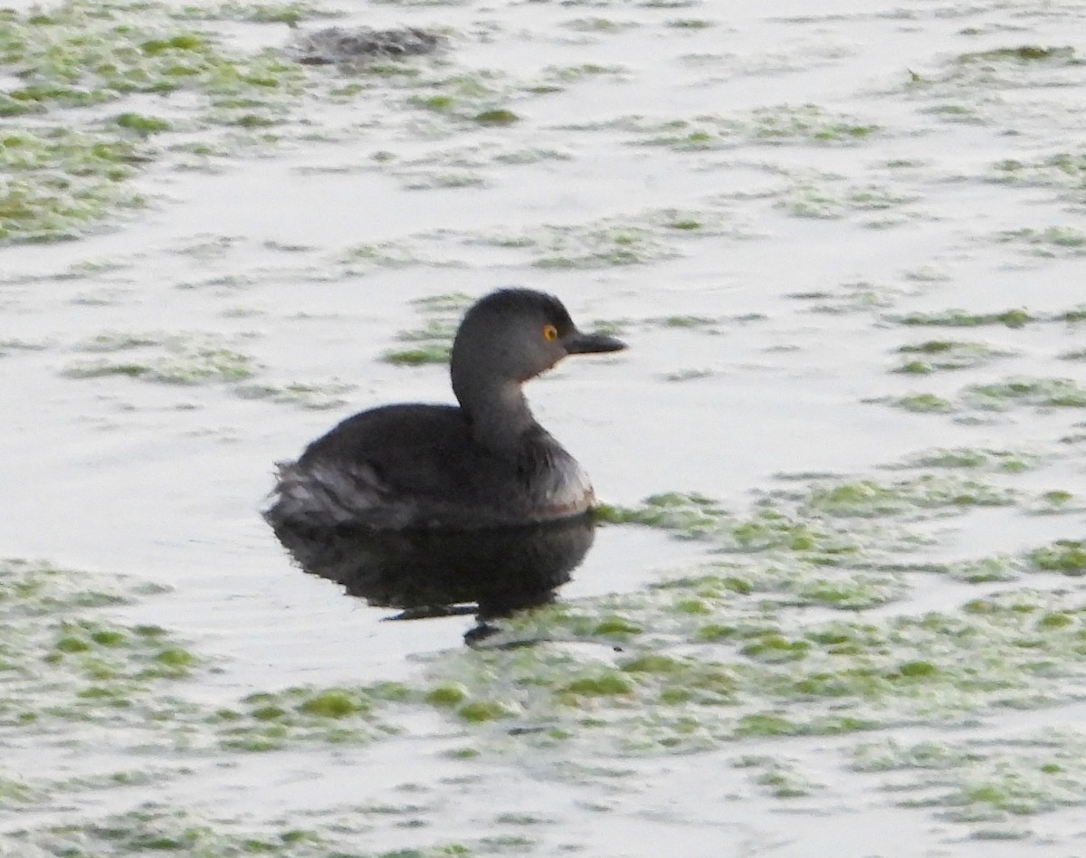 Least Grebe - ML642536661