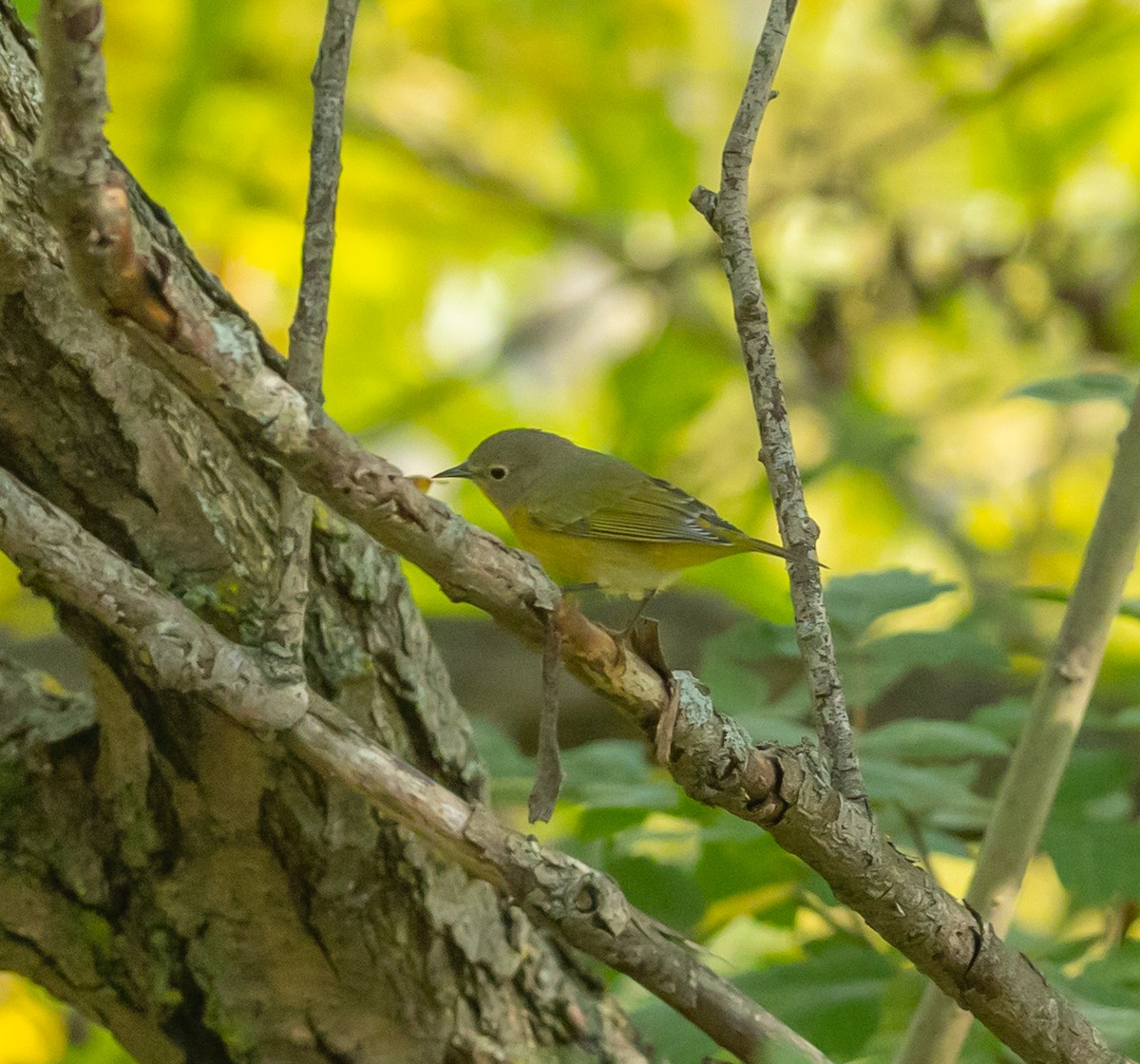 Nashville Warbler - ML642536662